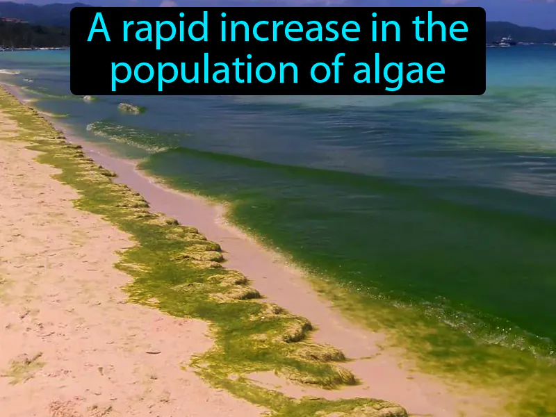 Algal Bloom Definition