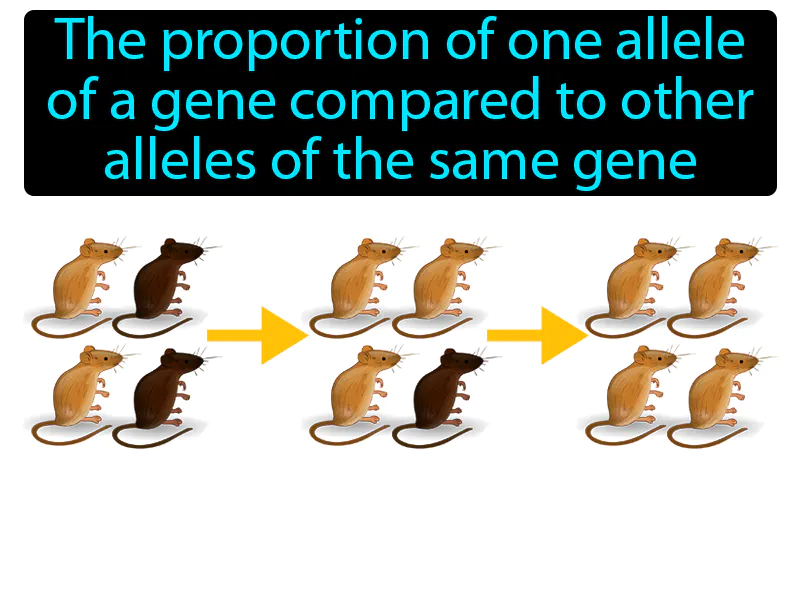 Allele Frequency Definition