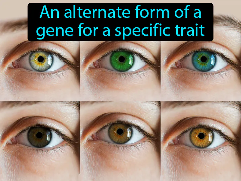 Allele Definition