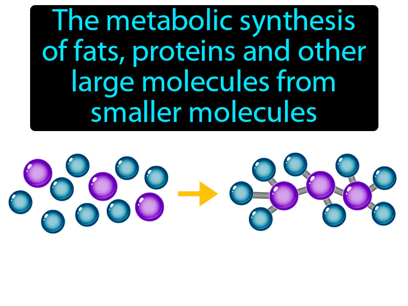 Anabolism Definition