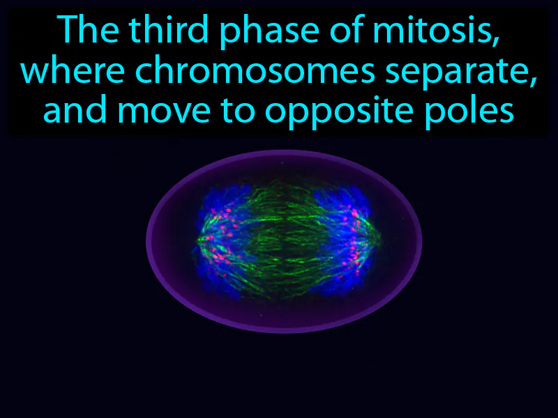 Anaphase Definition Anaphase Definition