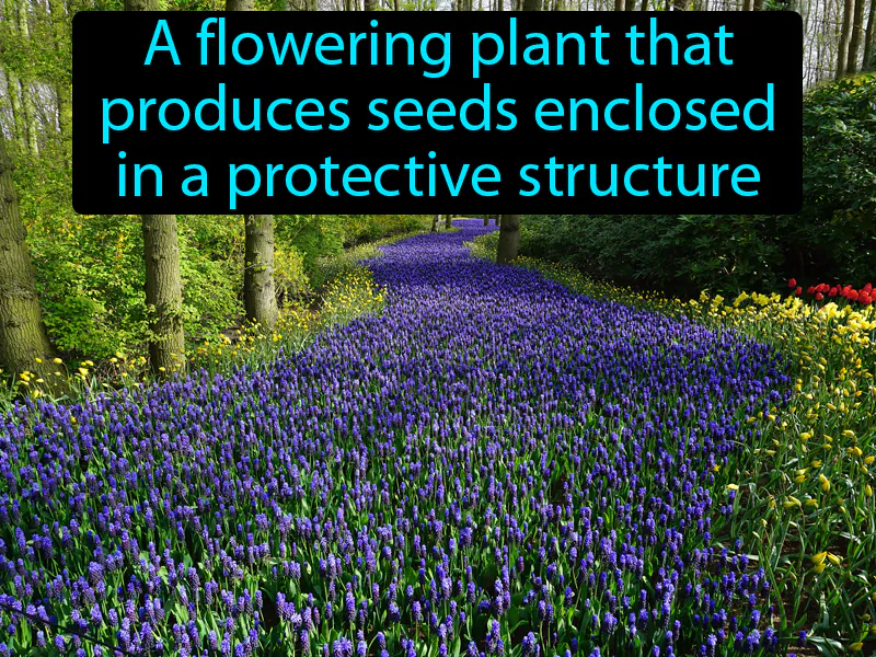 Angiosperm Definition