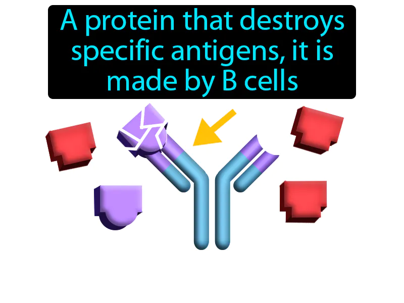 Antibody Definition