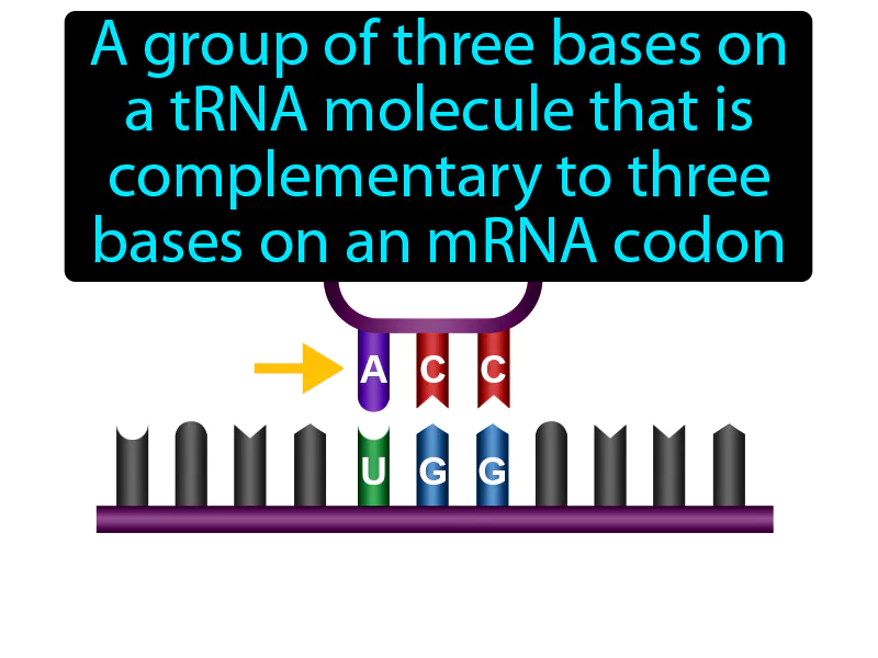 Anticodon Definition