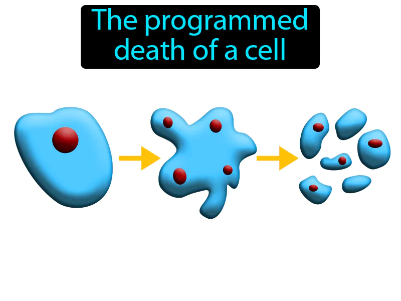 Apoptosis Definition Apoptosis Definition