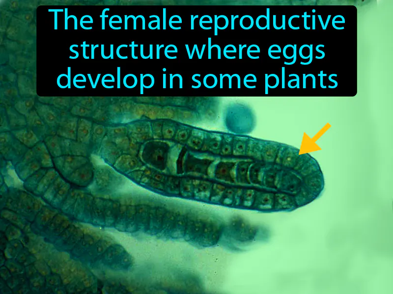 Archegonium Definition