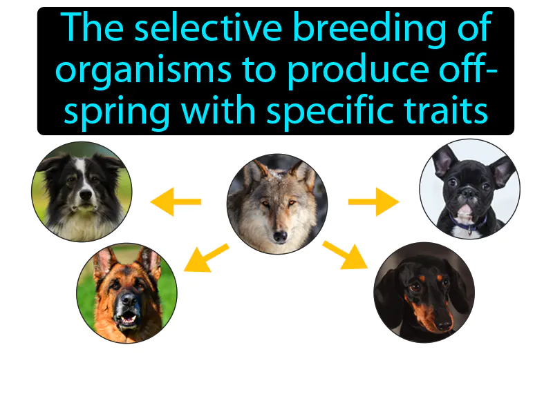 Artificial Selection Definition