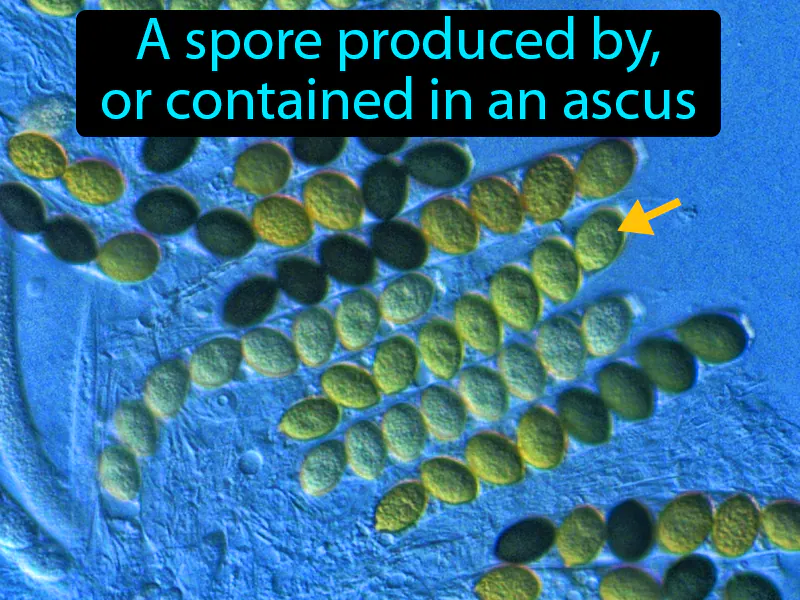 Ascospore Definition