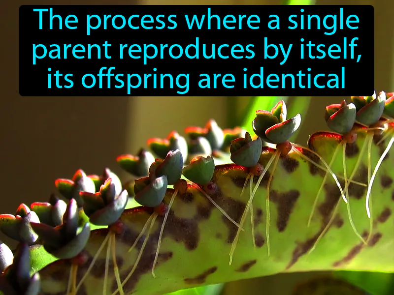 Asexual Reproduction Definition