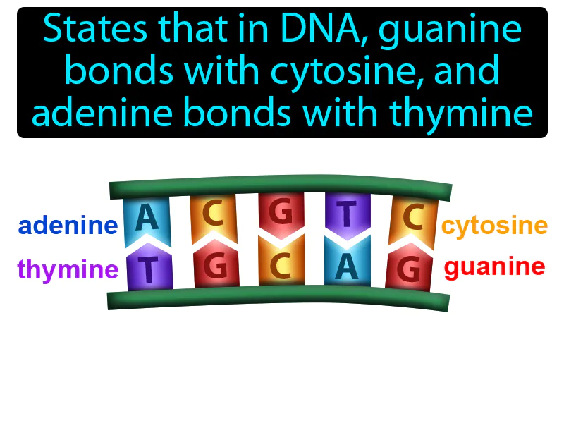 Base Pairing Rule Definition