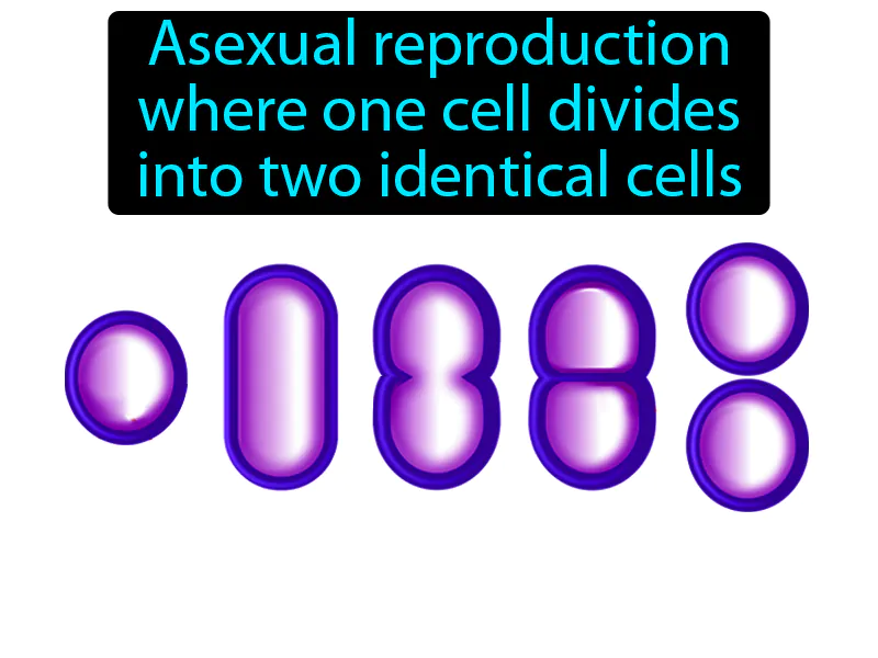Binary Fission Definition Binary Fission Definition