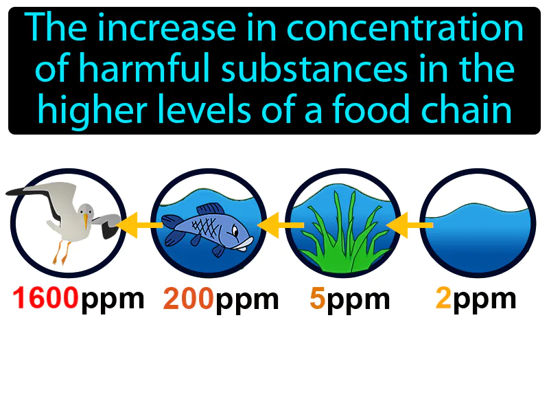 Biological Magnification Definition