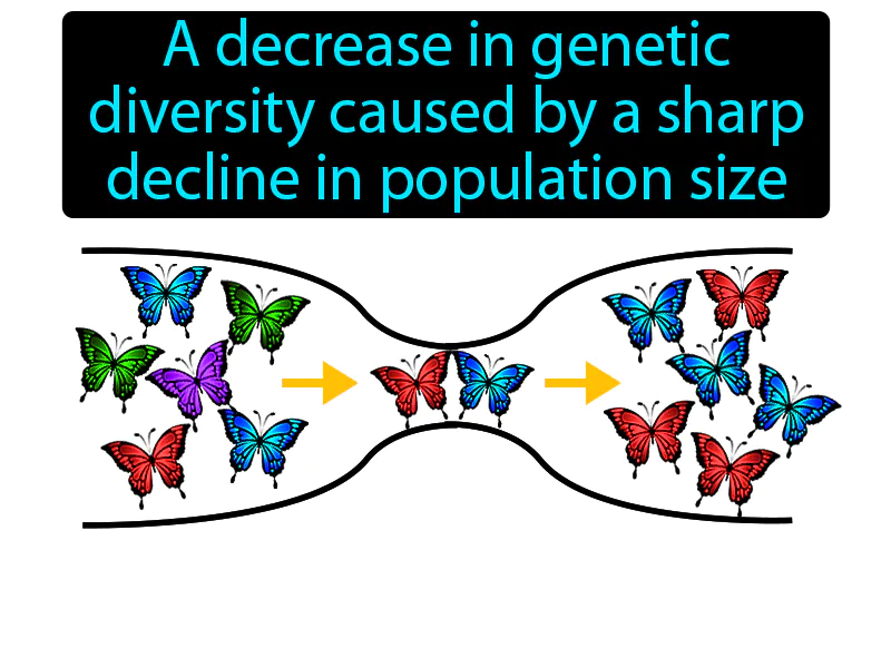 Bottleneck Effect Definition