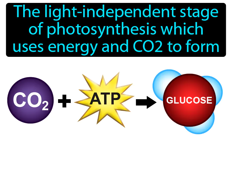 Calvin Cycle Definition Calvin Cycle Definition