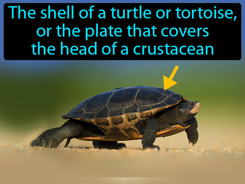 Carapace Definition