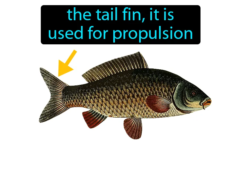 Caudal Fin Definition Caudal Fin Definition