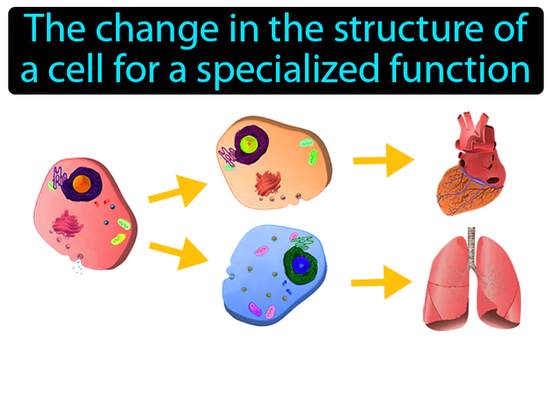 Cell Differentiation Definition Cell Differentiation Definition