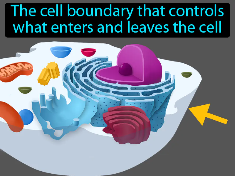Cell Membrane Definition