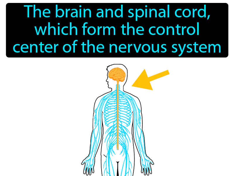 Central Nervous System Definition Central Nervous System Definition