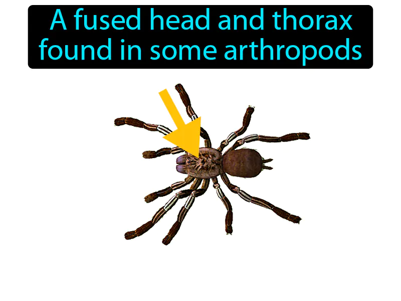 Cephalothorax Definition