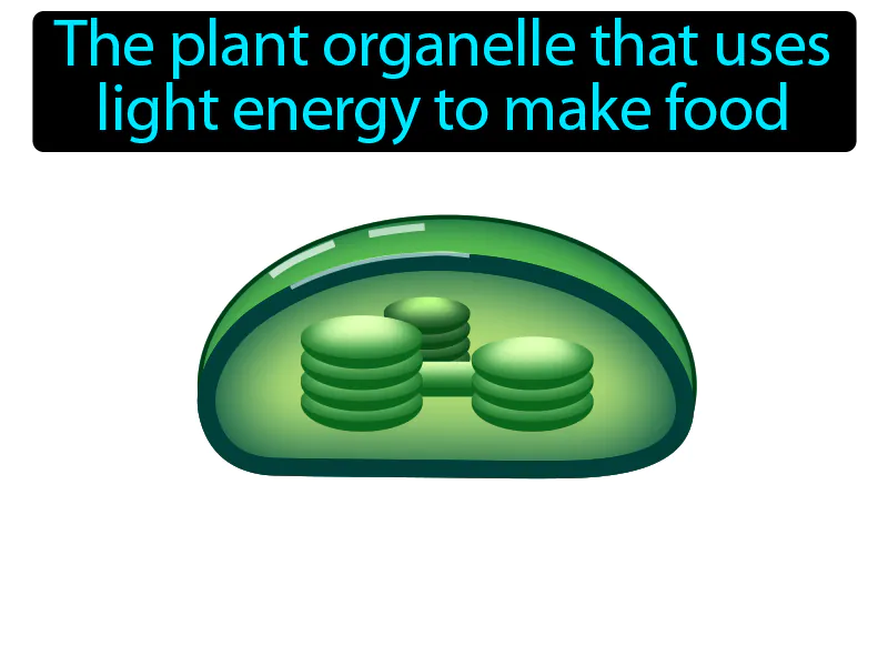 Chloroplast Definition Chloroplast Definition