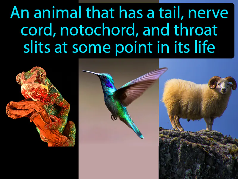 Chordate Definition Chordate Definition