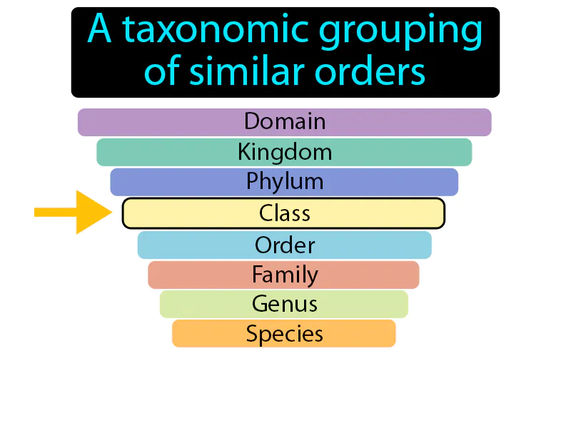 Class Definition Class Definition