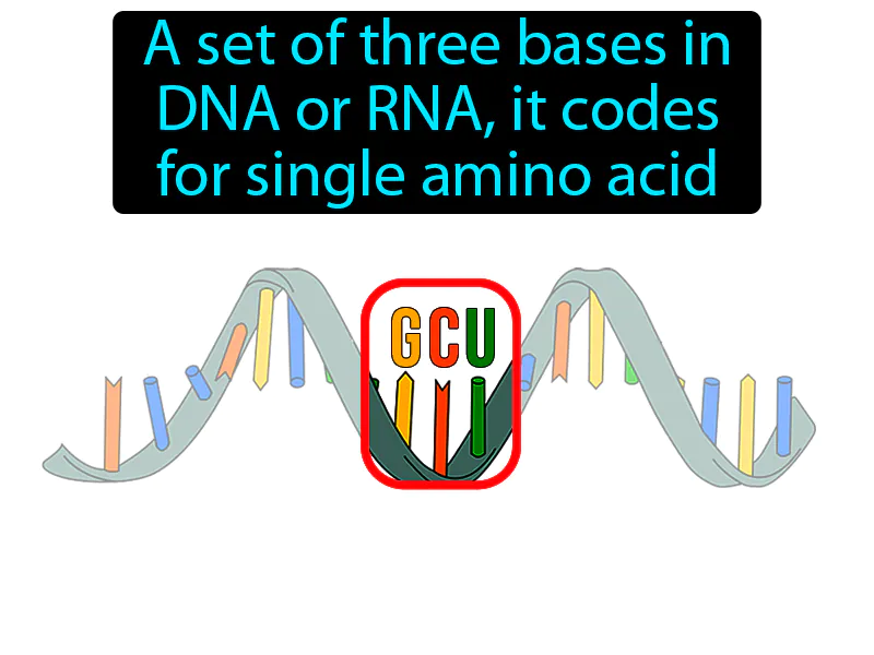 Codon Definition Codon Definition