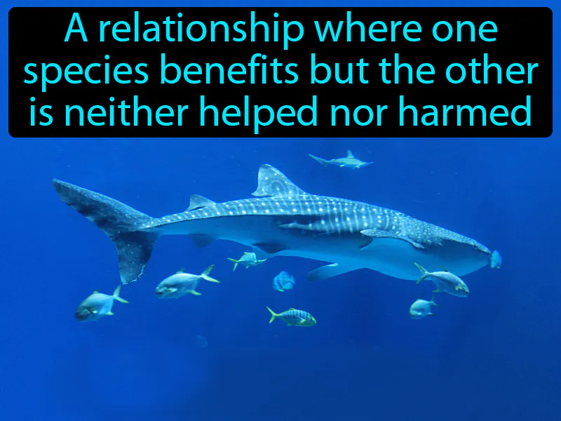 Commensalism Definition Commensalism Definition