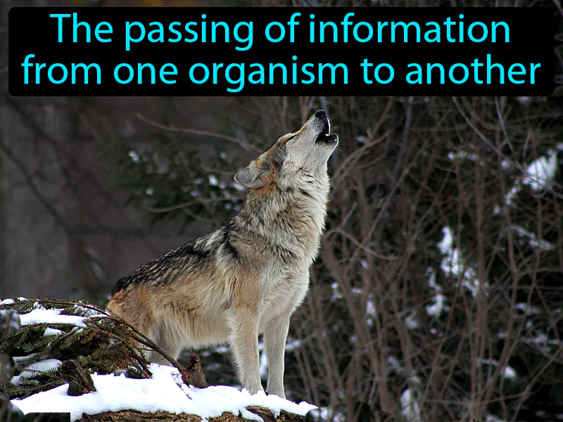 Communication Definition