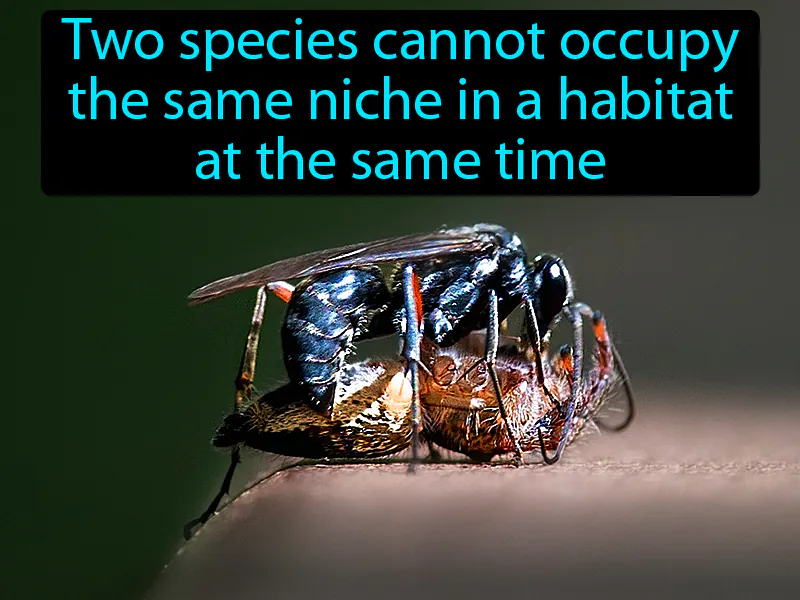 Competitive Exclusion Definition