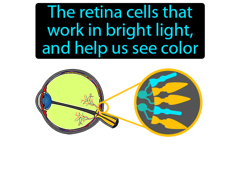 Cone Cells Definition
