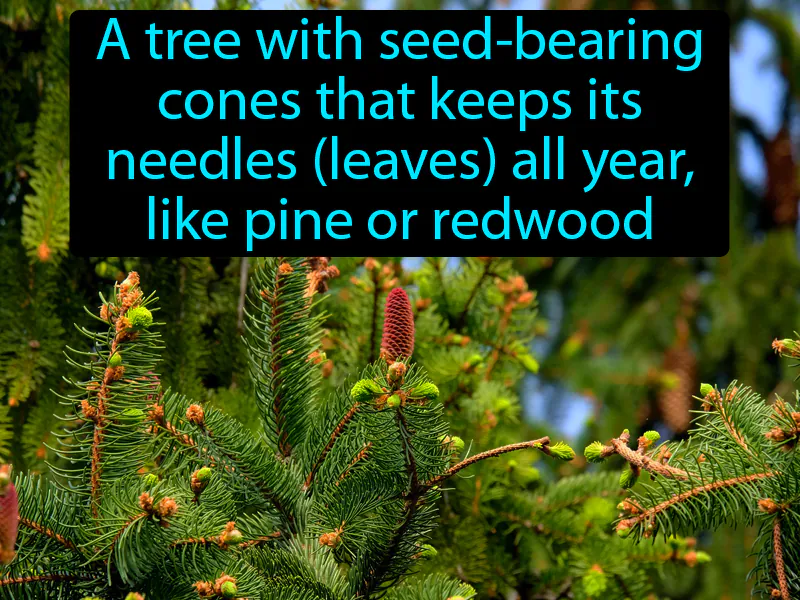 Coniferous Definition