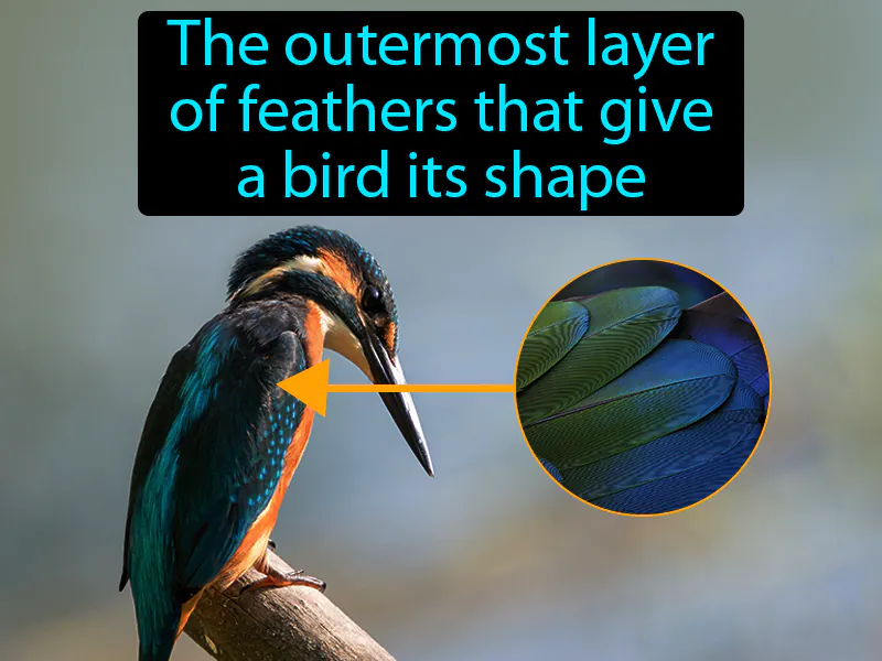 Contour Feather Definition Contour Feather Definition