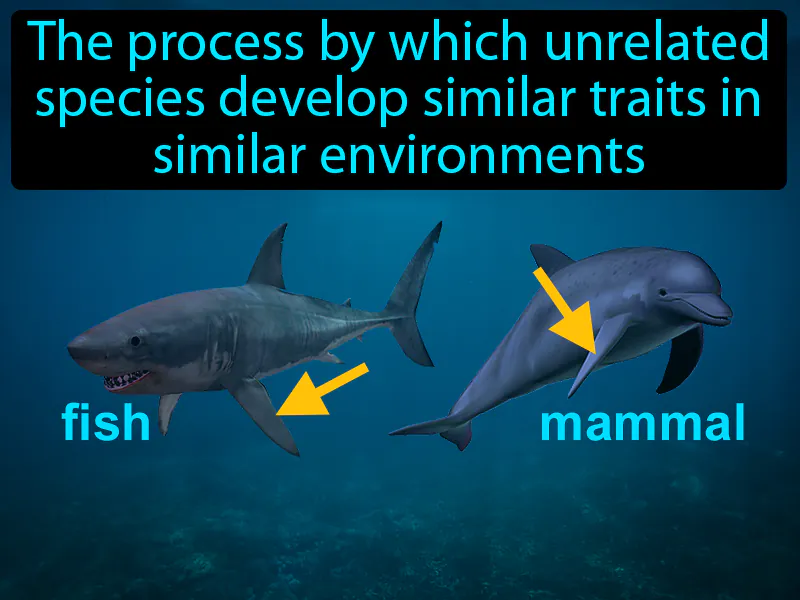 Convergent Evolution Definition