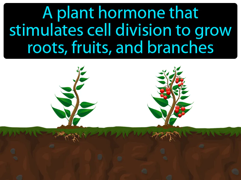 Cytokinin Definition Cytokinin Definition