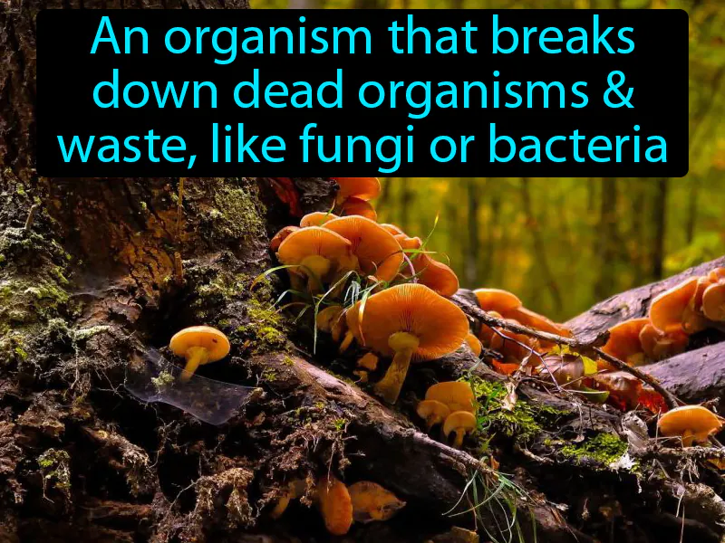 Decomposer Definition