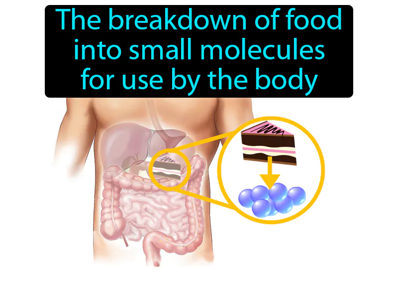 Digestion Definition