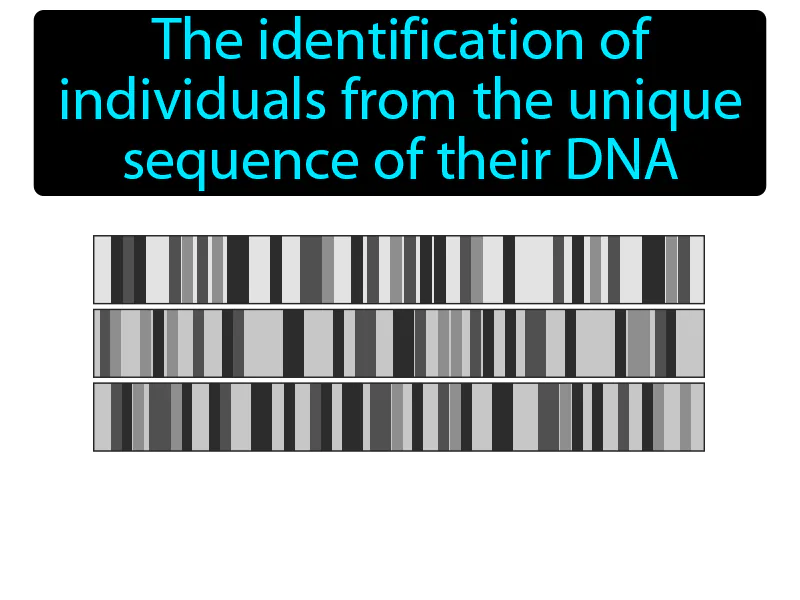 DNA Fingerprinting Definition DNA Fingerprinting Definition