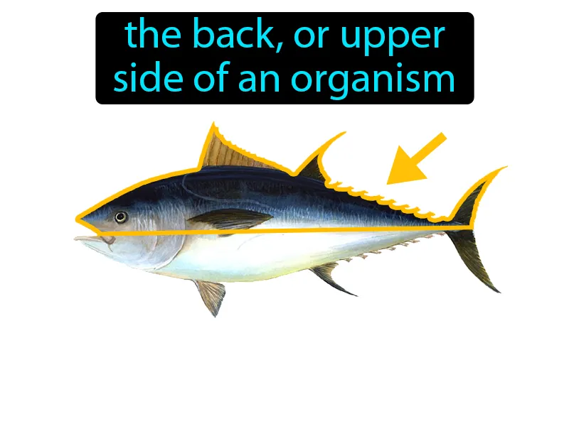 Dorsal Definition Dorsal Definition