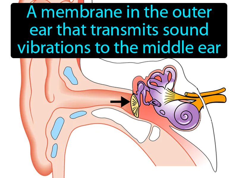 Eardrum Definition