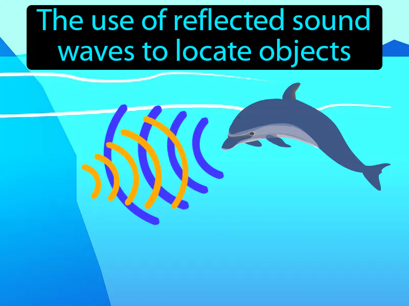 Echolocation Definition