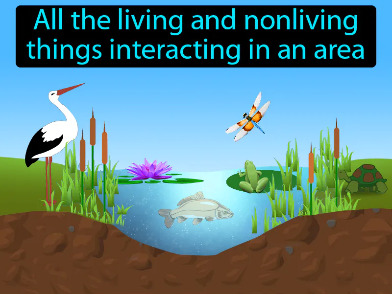 Ecosystem Definition Ecosystem Definition