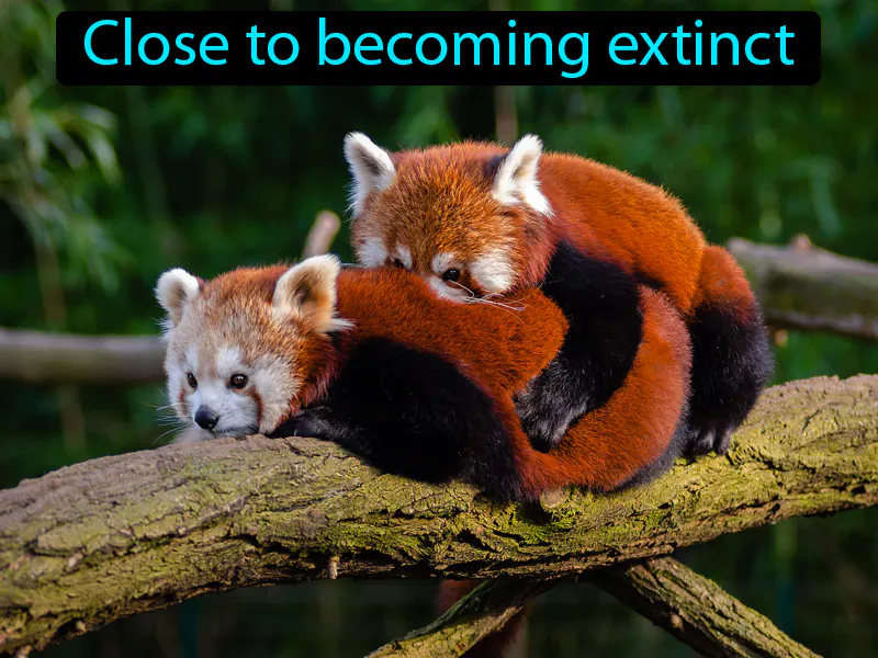 Endangered Definition