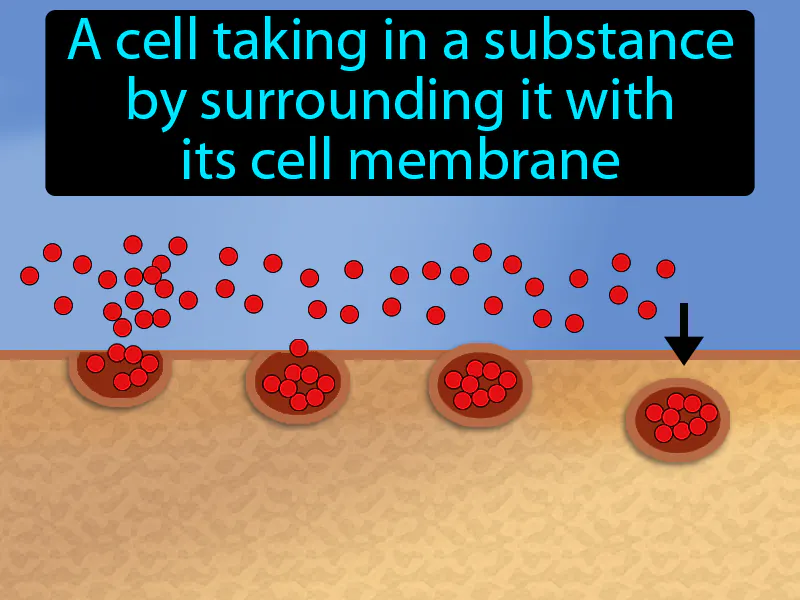 Endocytosis Definition
