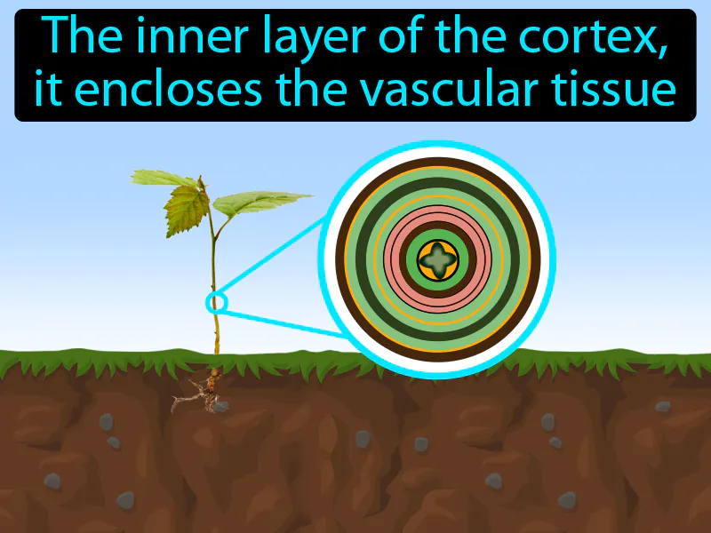 Endodermis Definition Endodermis Definition