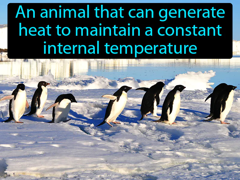 Endotherm Definition Endotherm Definition