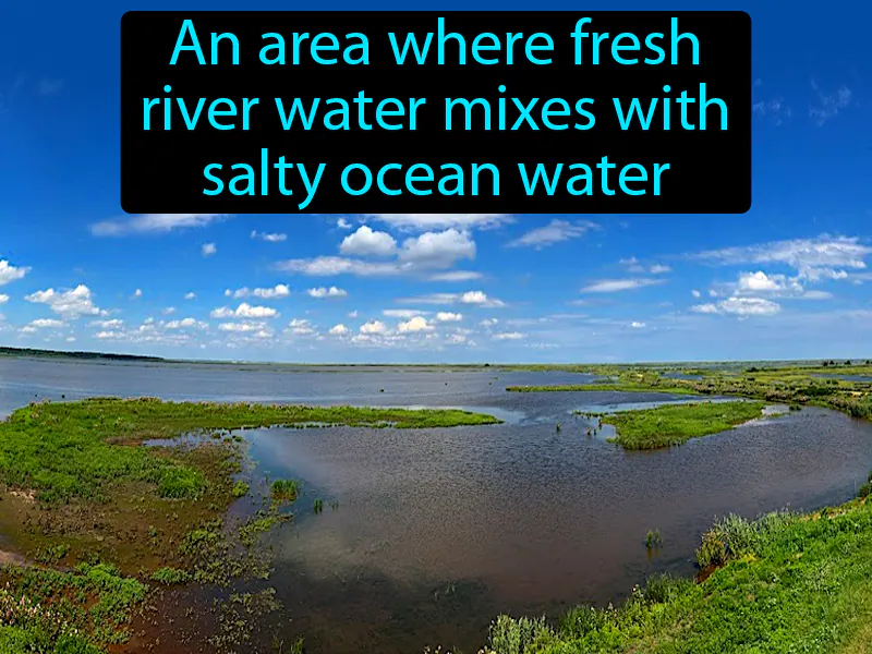 Estuary Definition