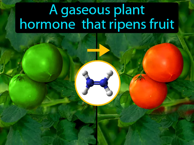 Ethylene Definition Ethylene Definition