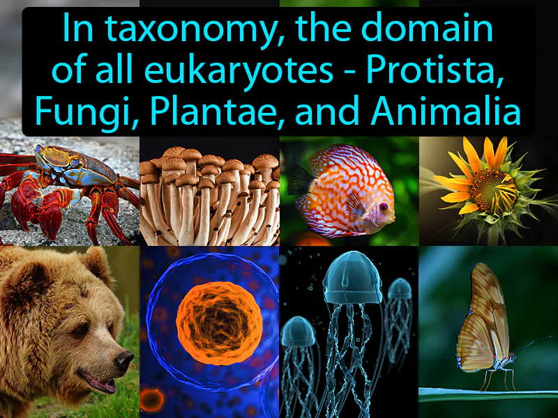 Eukarya Definition